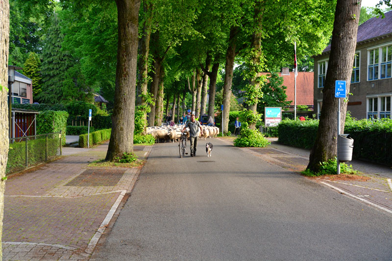 schaapstocht (7)