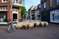 schaapstocht (8) (Custom)