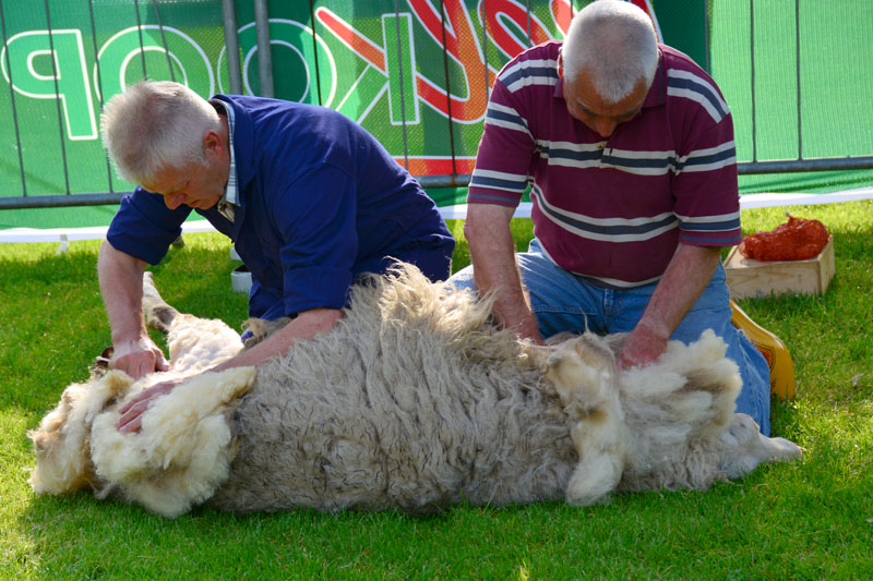 schaapscheerdersfeest (1)
