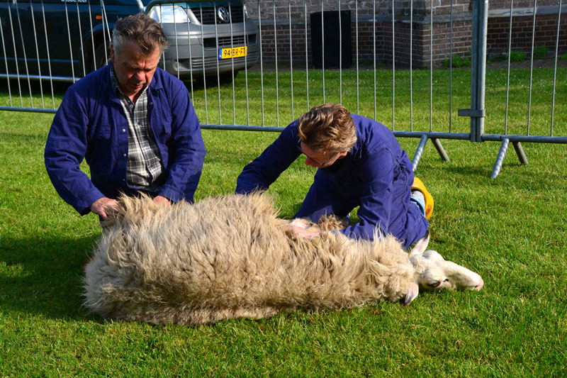 schaapscheerdersfeest (2)