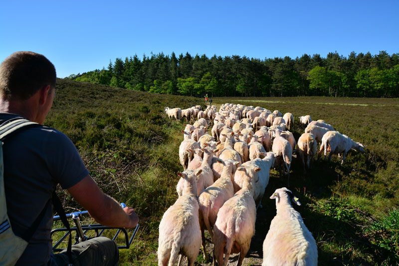 schaapscheerdersfeest (20)