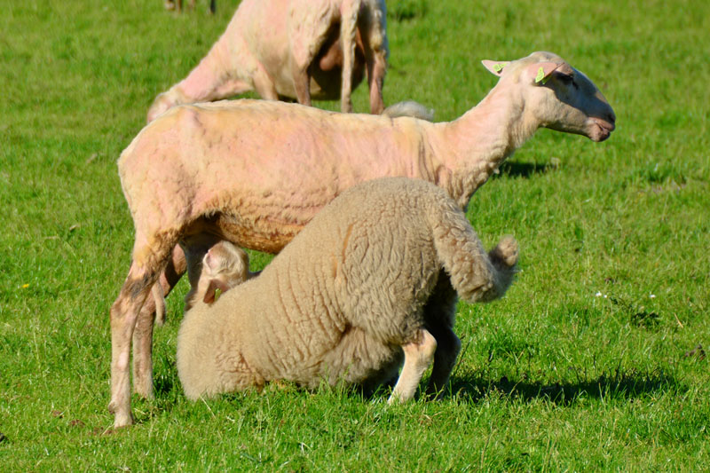 schaapscheerdersfeest (22)