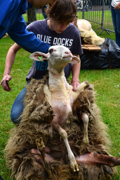 schaapscheerdersfeest (5)