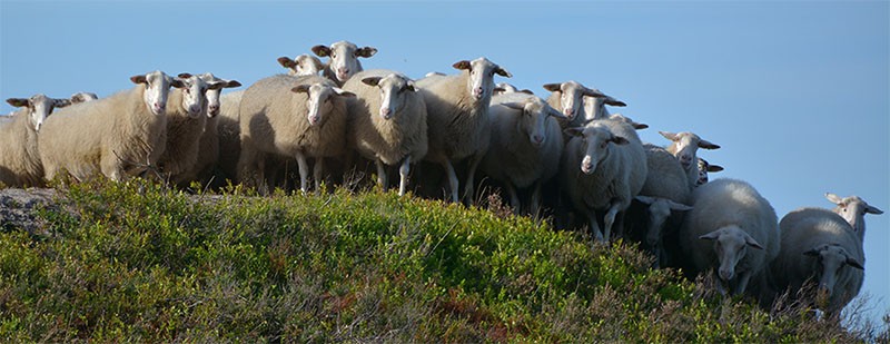 schapen