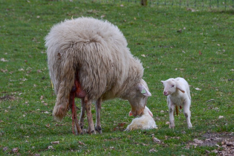 lammetje 9