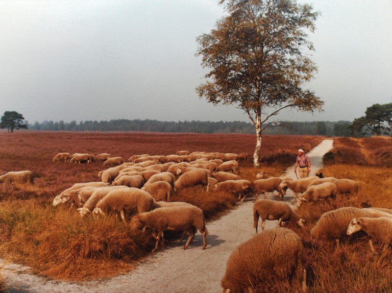 schaapskudde17