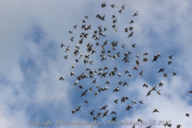 20150718EvdB298Vredeshuisjes (33)800x534