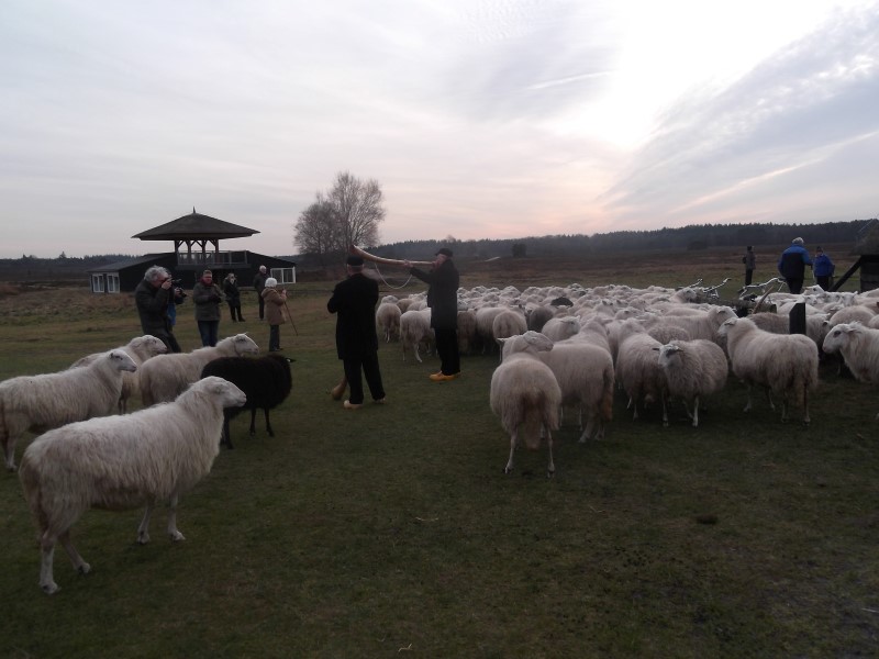 midwinterhoorns (3) (Custom)